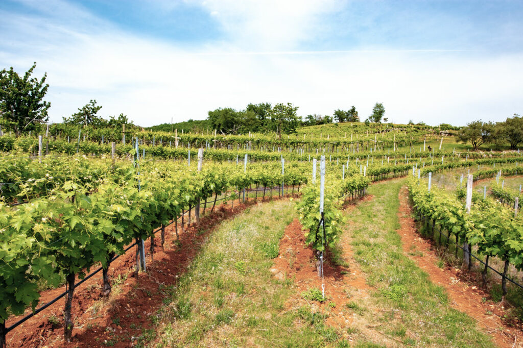 Cantina Bonfanti Vini Amarone della Valpolicella Classico DOCG italie Amarone Expert Amaroneexpert Amaroneexpert.nl wijn bestellen online smaaktest